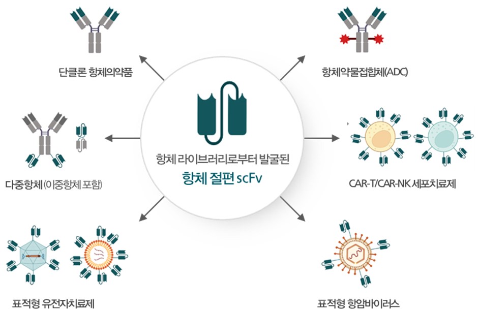 와이바이오로직스, 항DLK1 항체 중국 특허등록…글로벌 사업화 '속도'